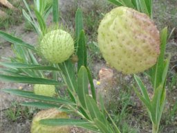 Gomphocarpus physocarpus